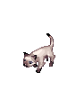 4_cat