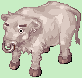 4_white_cow